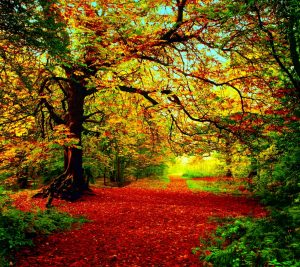 Autumn_Forest-wallpaper-10367555