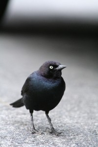 Black-bird