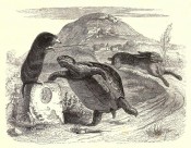 tortoise1